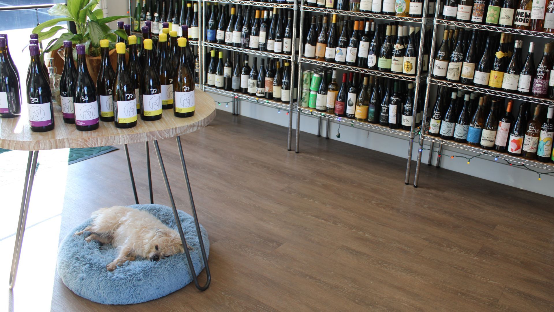 Bay Grape Napa, wine shop dog